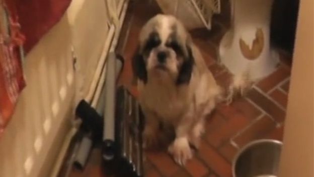 jailed-uk-breeder-04-1