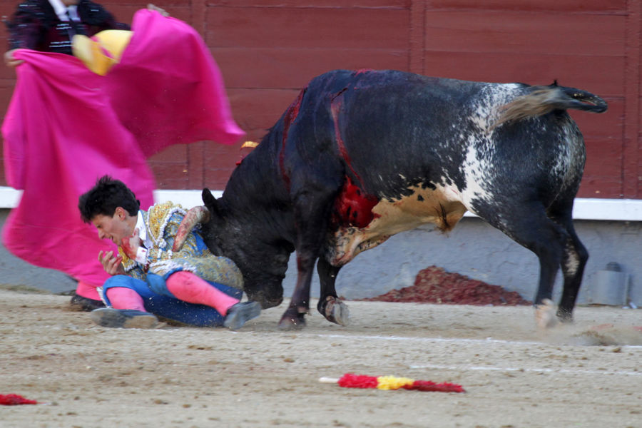 Daniel-Garcia-navarrete-corrida-madrid-8