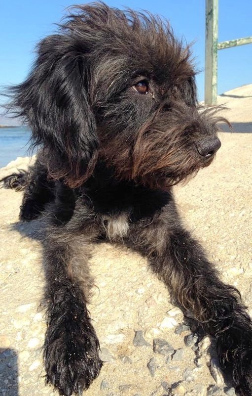 pepper-adopted-dog-greece-2