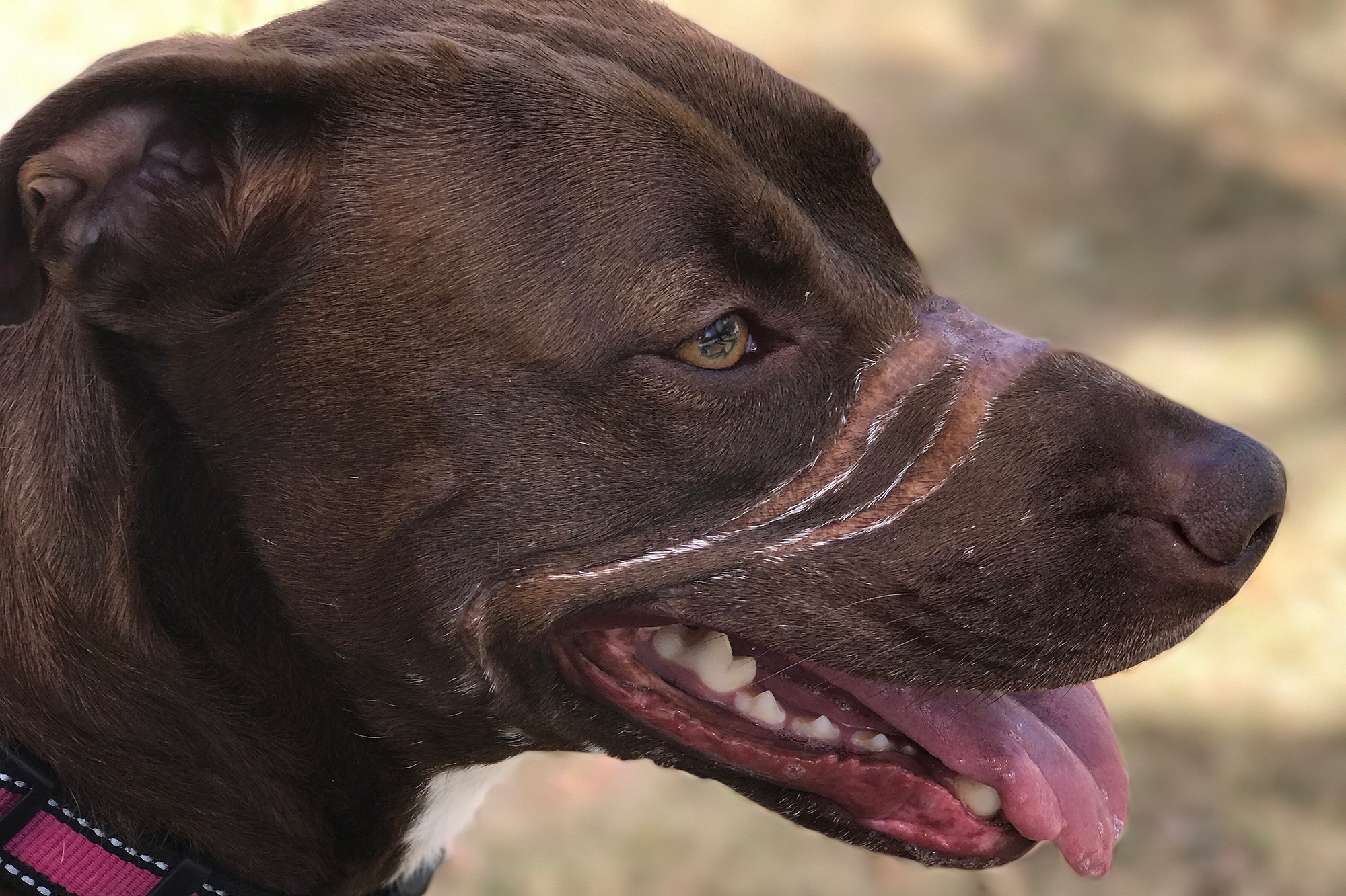 Caitlyn-Pitbull-jugement-bourreau-19