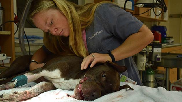 Caitlyn-Pitbull-jugement-bourreau-1