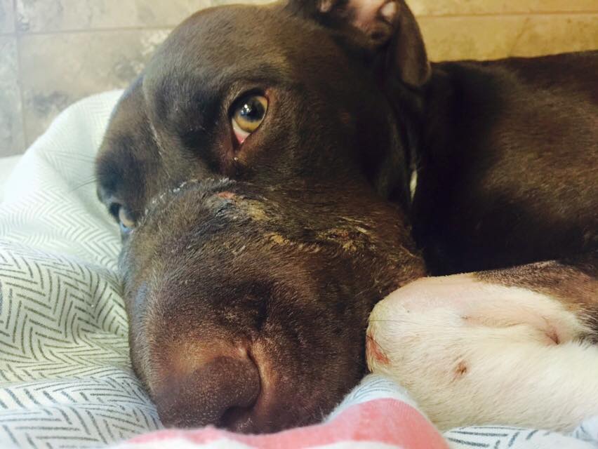 11391789_10153379771226369_6789006684523012145_n