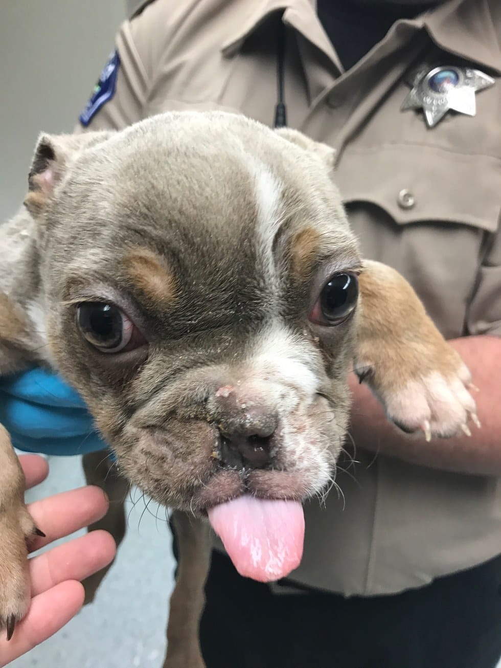 buggy_puppy_nostril_rescue_5