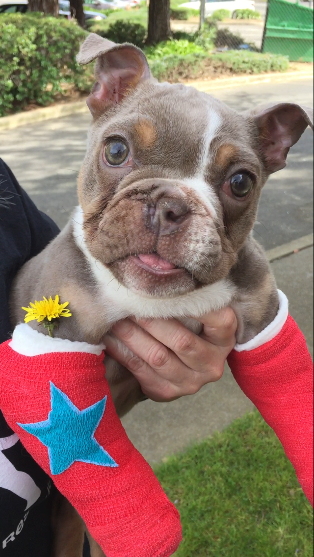 buggy_puppy_nostril_rescue_1