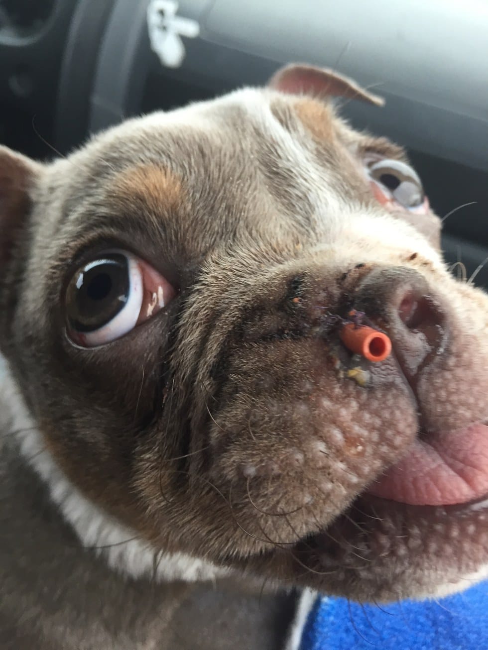 buggy_puppy_nostril_rescue_3