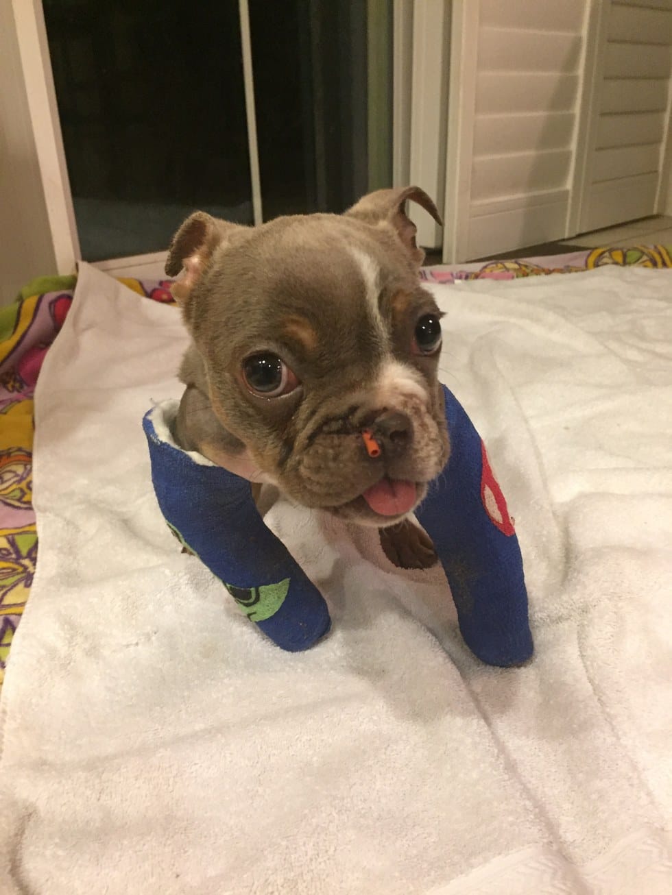 buggy_puppy_nostril_rescue_2