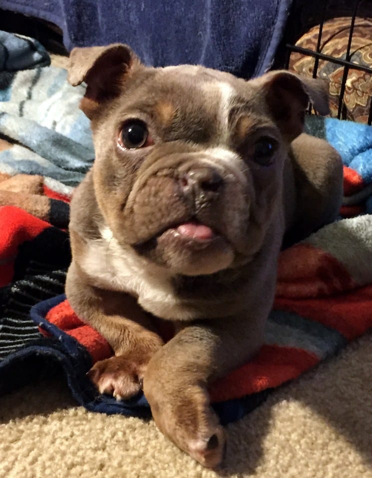 buggy_puppy_nostril_rescue_4