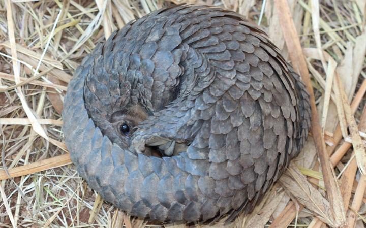 pangolin-zim-rescue-7