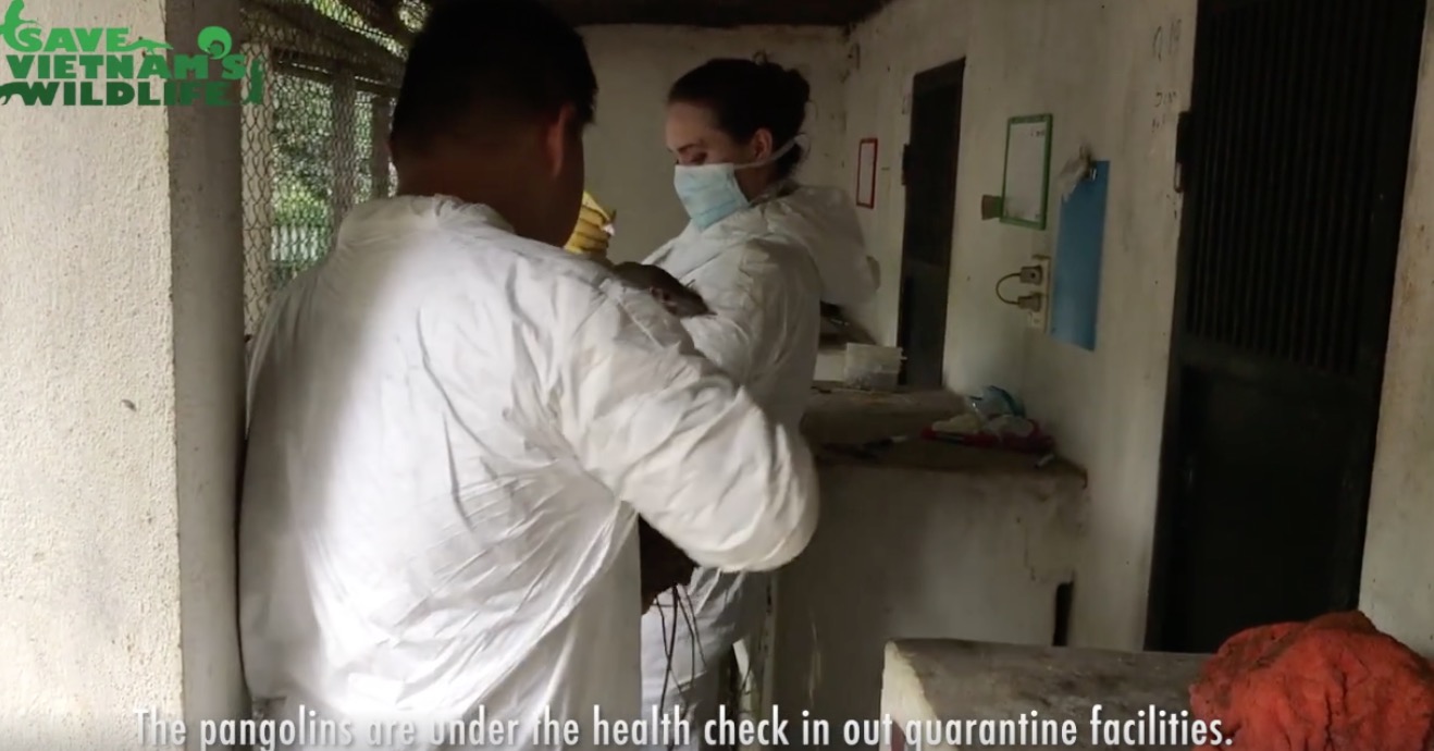 pangolins-voiture-saisi-vietnam-avril-4