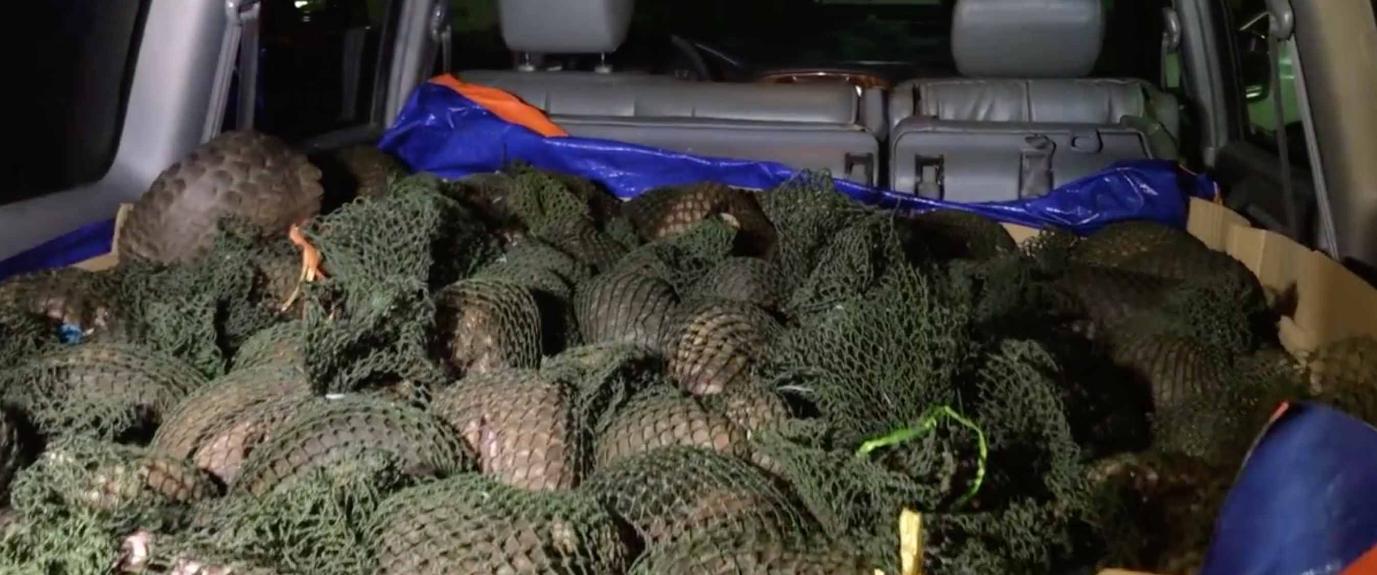 pangolins-voiture-saisi-vietnam-avril-6