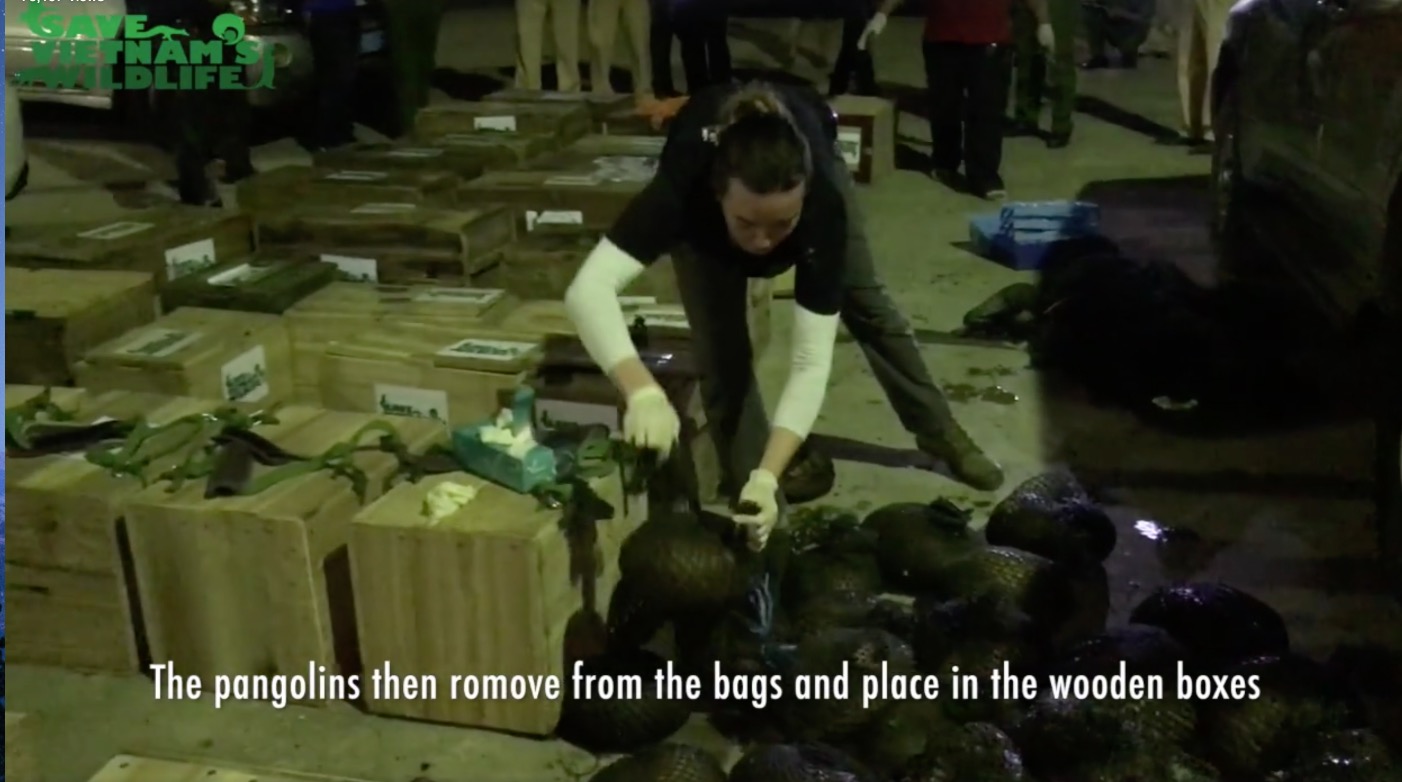 pangolins-voiture-saisi-vietnam-avril-3