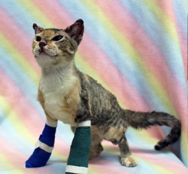 scarlett-kitten-fire-2