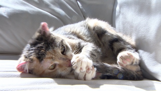 scarlett-kitten-fire-4