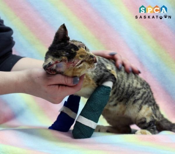 scarlett-kitten-fire-1