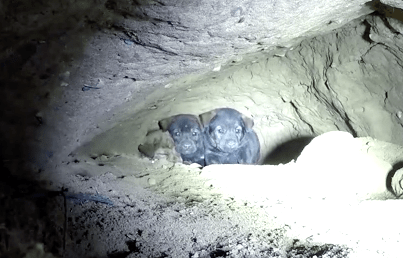 hfp_9_puppies_cave_3