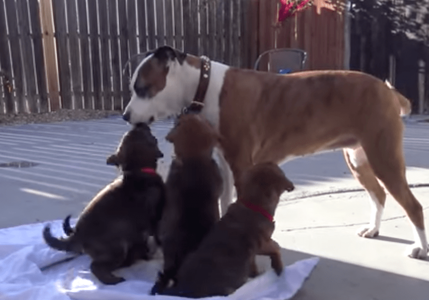 hfp_9_puppies_cave_8