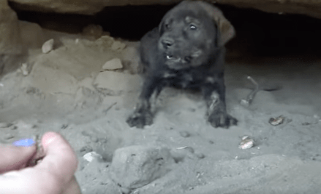 hfp_9_puppies_cave_2