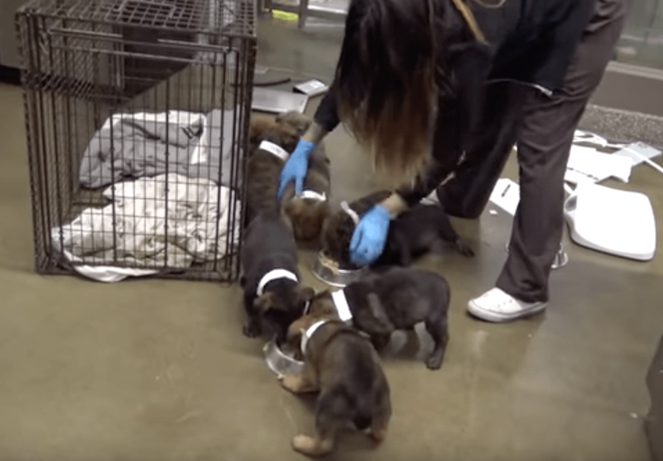 hfp_9_puppies_cave_7