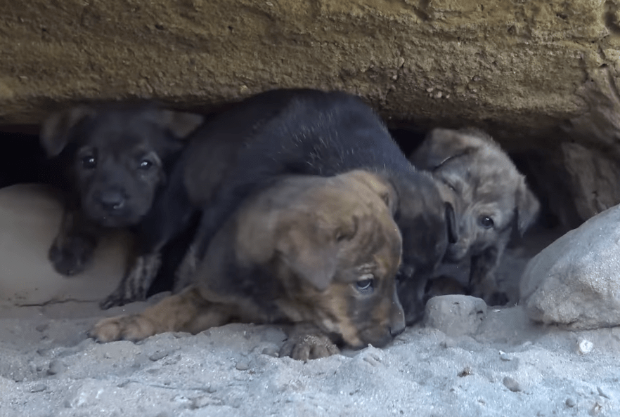 hfp_9_puppies_cave_1