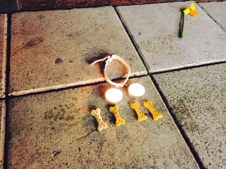 iggy-chien-attentat-stockholm-3