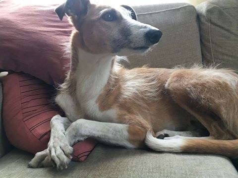 iggy-chien-attentat-stockholm-2