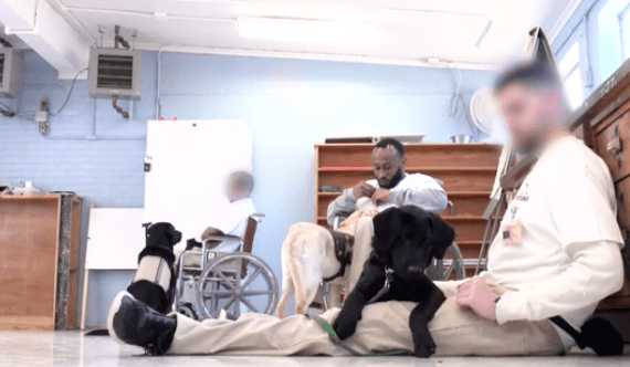 inmates_service_dogs_veterans_1