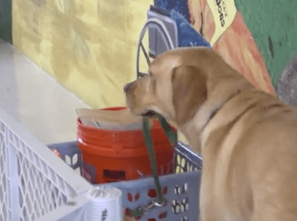 inmates_service_dogs_veterans_2