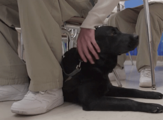 inmates_service_dogs_veterans_3