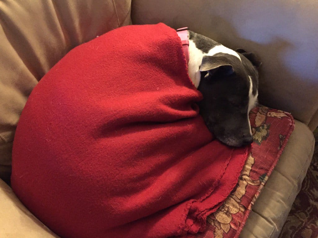 pitbull_attacks_funny_7