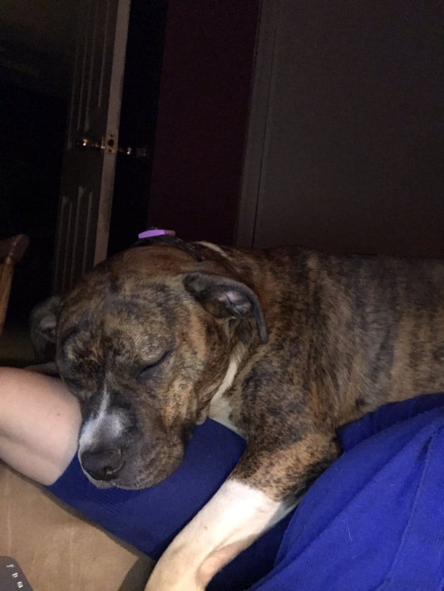 pitbull_attacks_funny_17