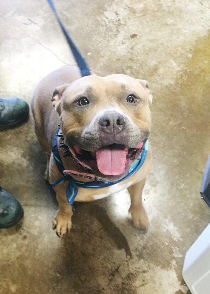 pitbull_attacks_funny_2