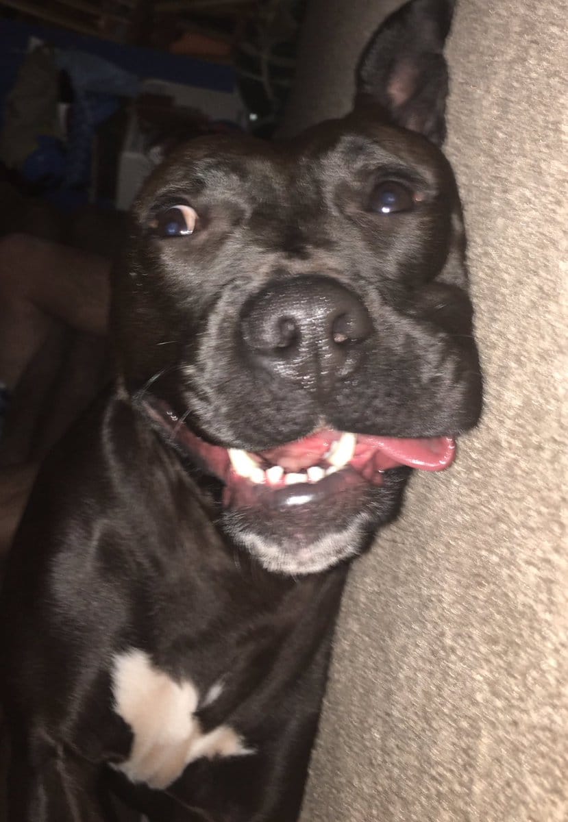 pitbull_attacks_funny_10