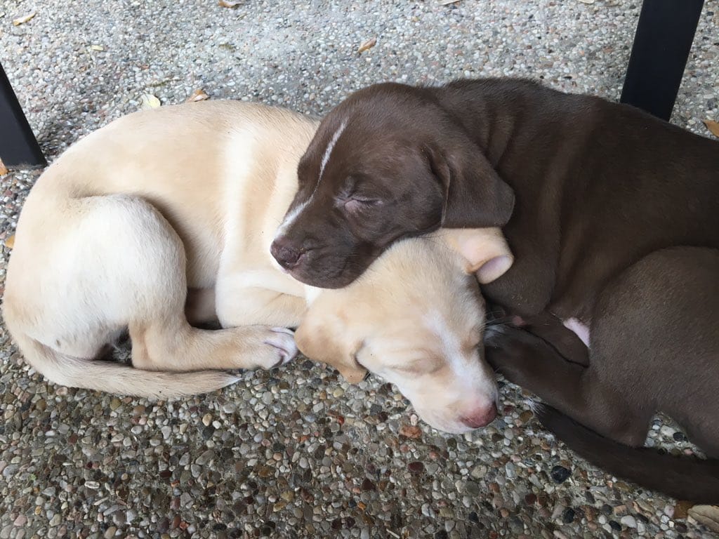 pitbull_attacks_funny_18