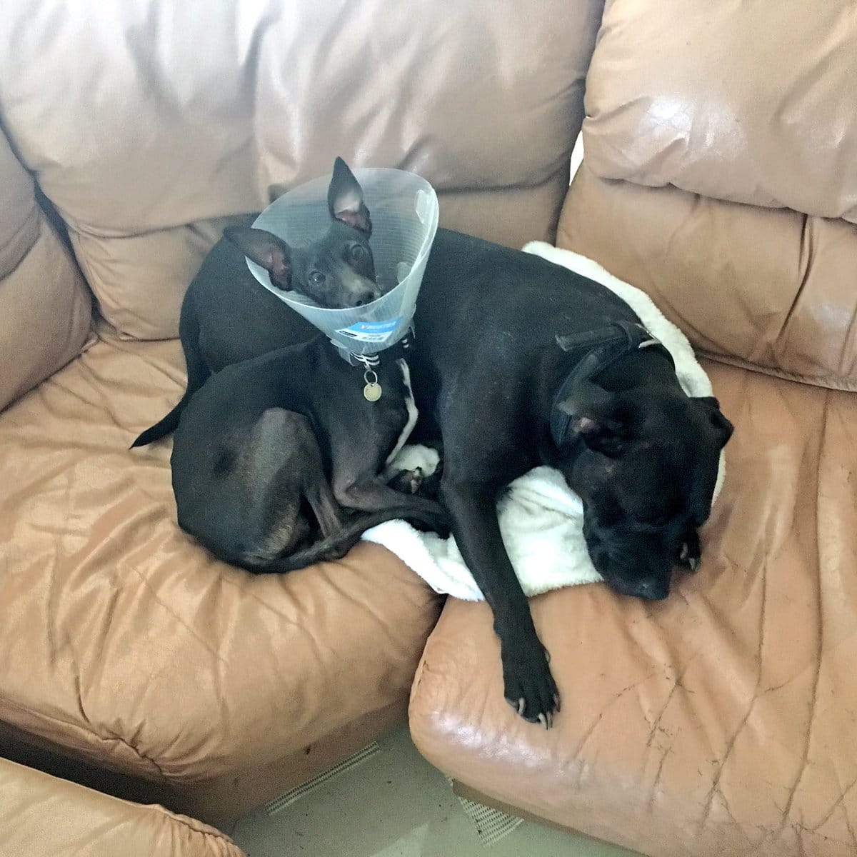 pitbull_attacks_funny_4