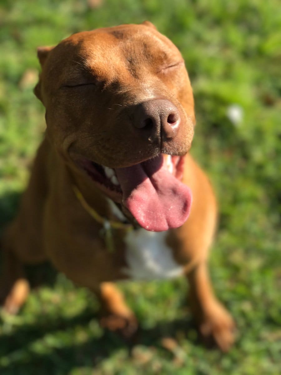 pitbull_attacks_funny_11