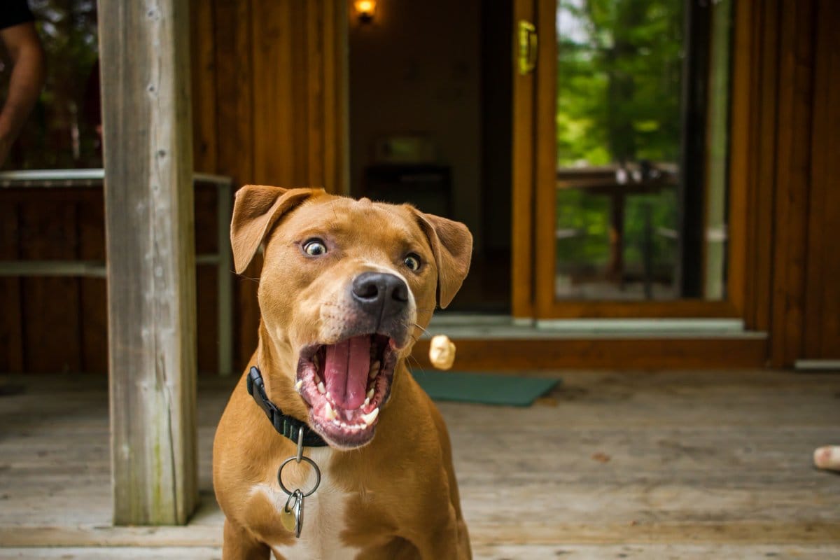 pitbull_attacks_funny_5