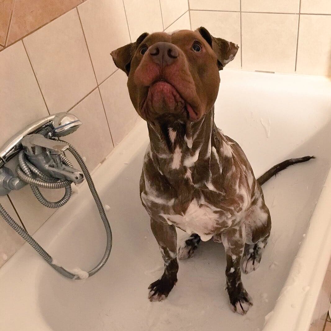 pitbull_attacks_funny_3