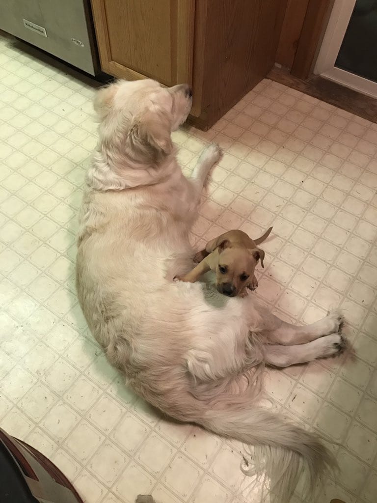 pitbull_attacks_funny_15