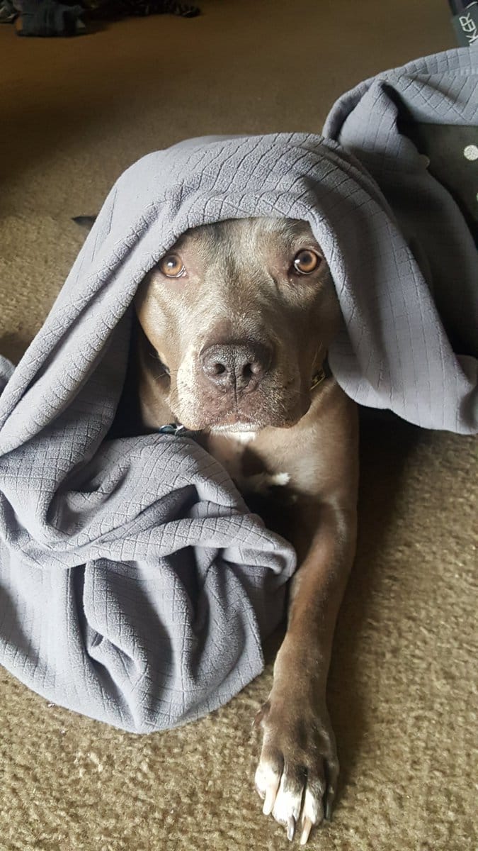 pitbull_attacks_funny_13