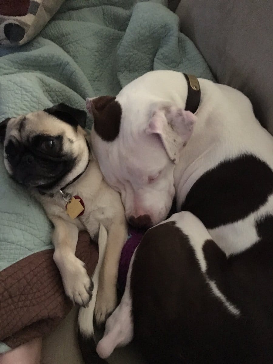 pitbull_attacks_funny_12