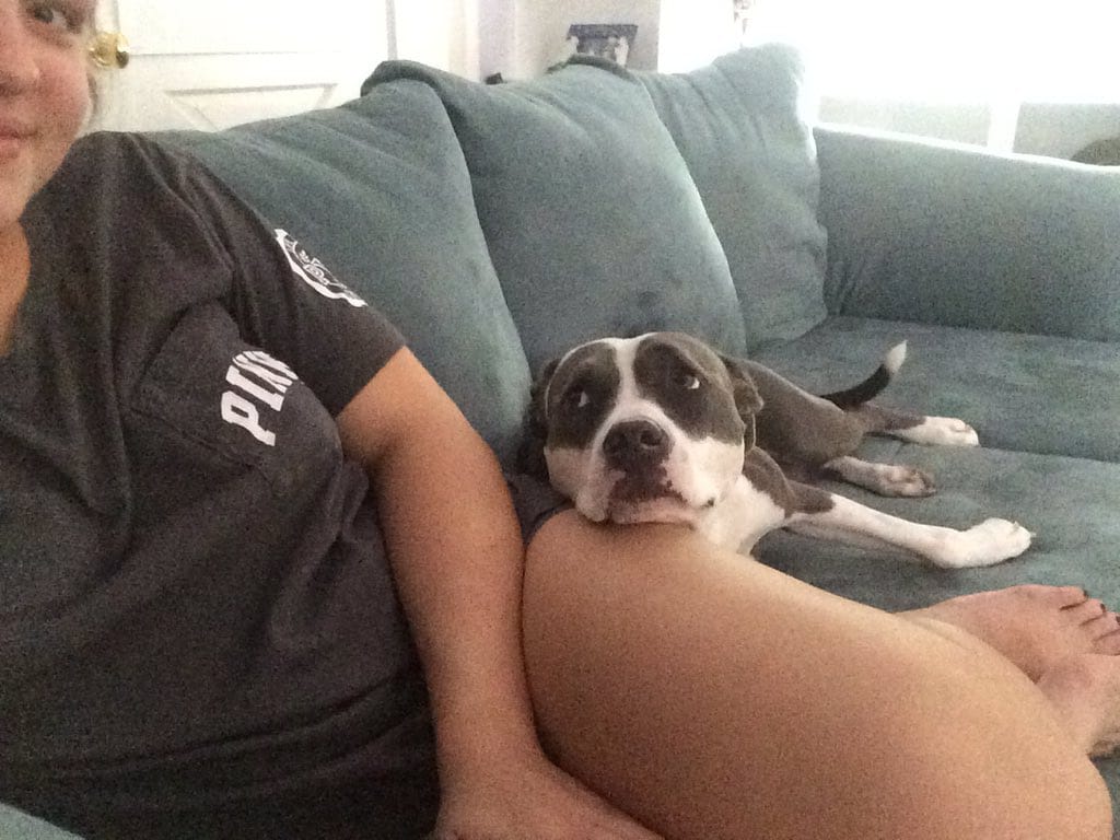 pitbull_attacks_funny_14