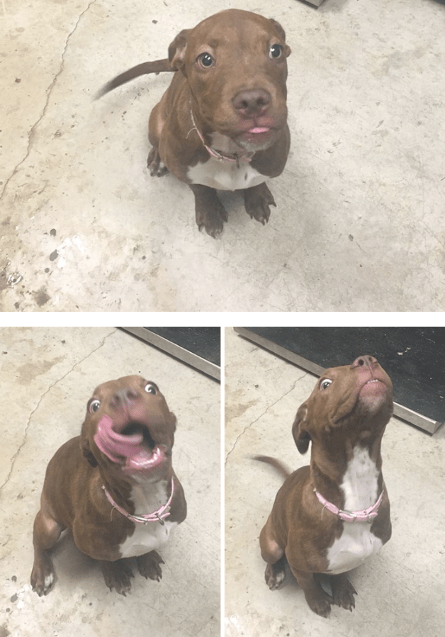 pitbull_attacks_funny_19