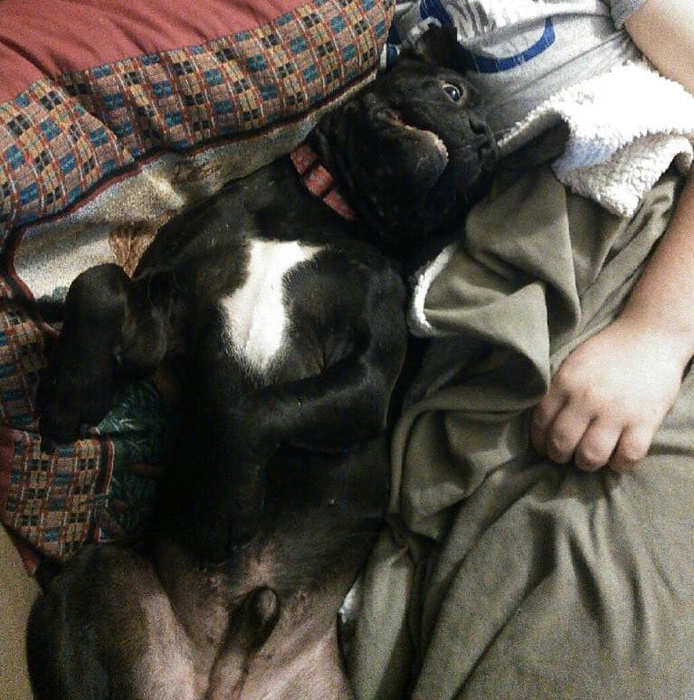 pitbull_attacks_funny_8