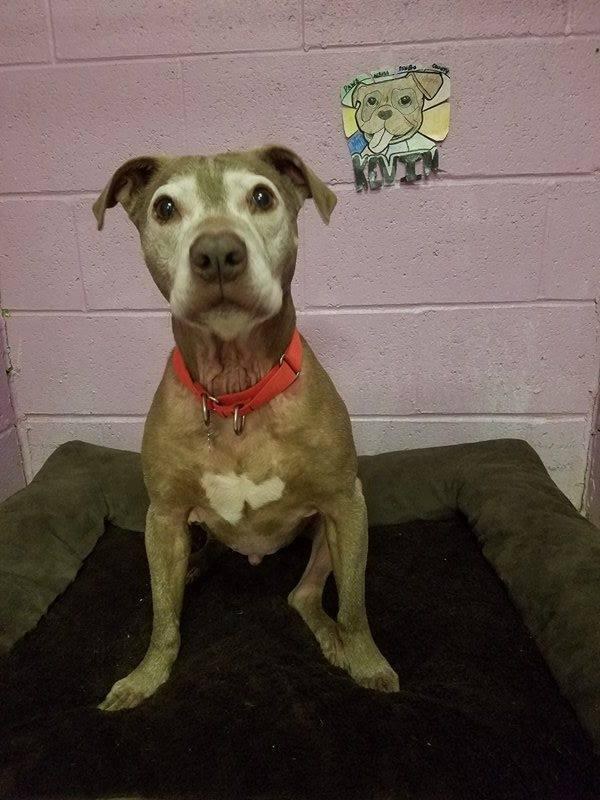 kevin-chien-mourant-borne-incendie-2