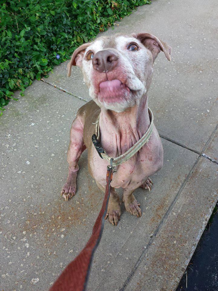 kevin-chien-mourant-borne-incendie-1