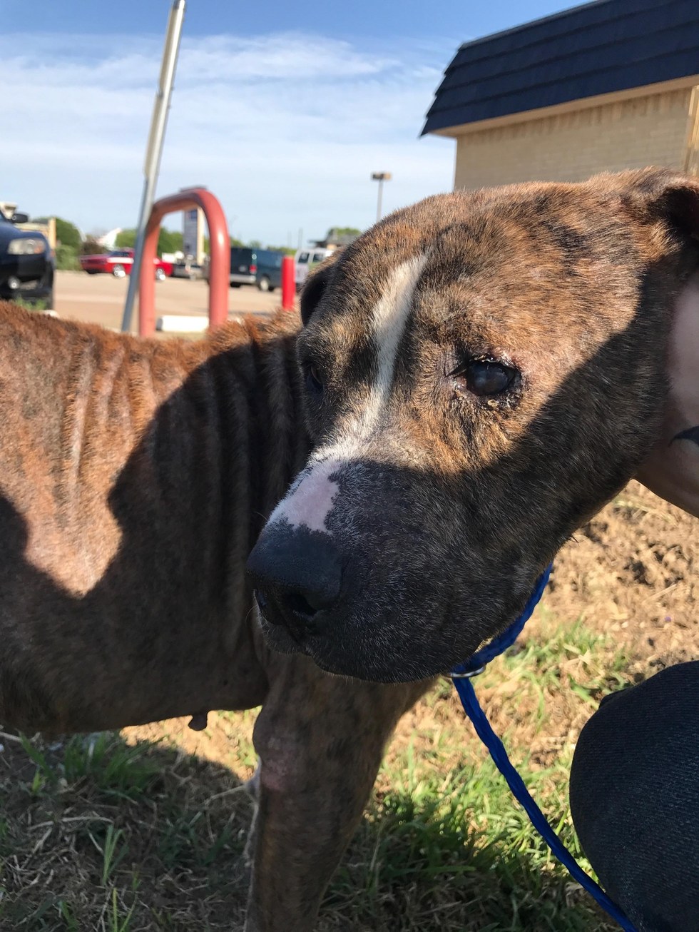 duke-chien-combat-abandon-4