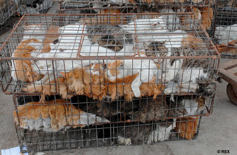 dog-meat-ban-taiwan-2