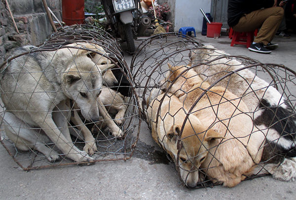 dog-meat-ban-taiwan-3