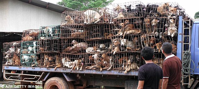 dog-meat-ban-taiwan-1