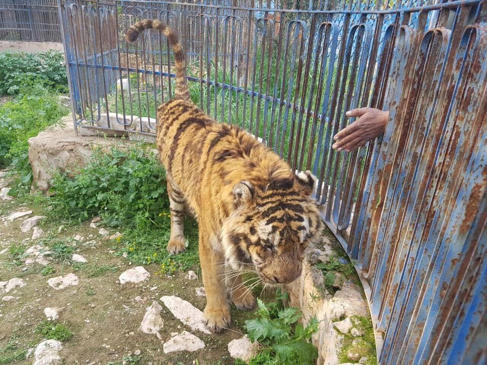 alaa-aleppo-zoo-2